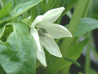 タカノツメ（鷹の爪）