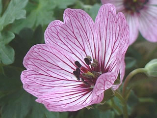 ゲラニウム キネレウム バレリーナ