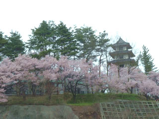 高遠城址公園　コヒガンザクラ