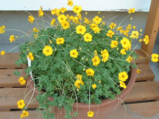 オキザリス ロバータ