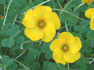 オキザリス　ロバータ