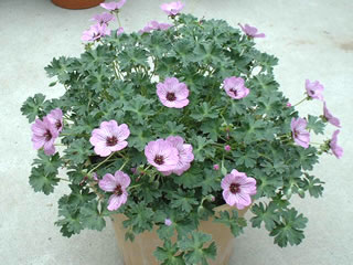 ゲラニウム キネレウム バレリーナ