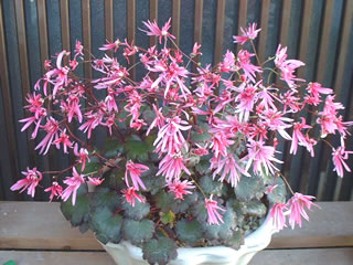 大文字草　緋の舞