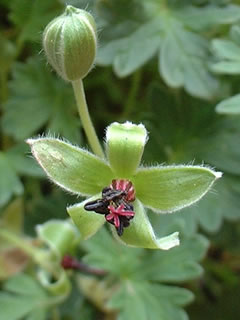 ゲラニウム キネレウム バレリーナ