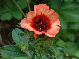 ポテンティラ ネパレンシス ‘メルトンファイアー’