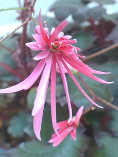 大文字草　緋の舞