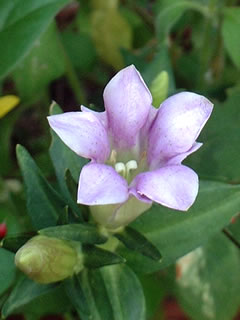 リンドウ ‘ももこりん’