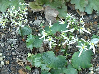 大文字草（ダイモンジソウ）