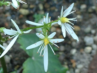 大文字草（ダイモンジソウ）