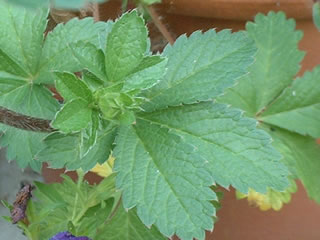 ポテンティラ ネパレンシス　メルトンファイアー