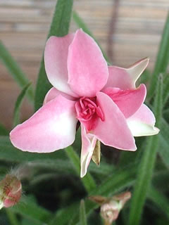 八重咲きアッツザクラ