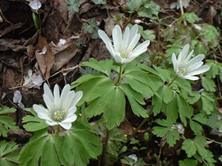 アズマイチゲ（東一華）