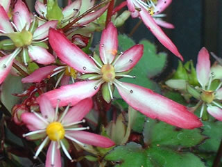 大文字草「瀬戸の羽衣」