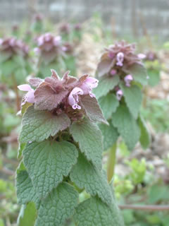 ヒメオドリコソウ（姫踊り子草）
