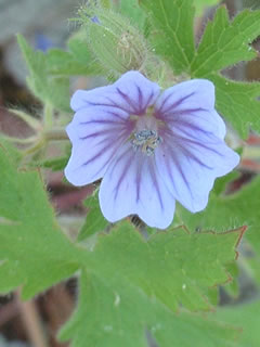 ゲラニウム ボヘミカム