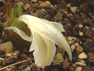 ミョウガ（茗荷）