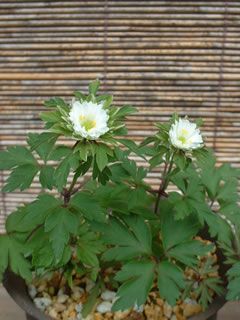 アネモネ ネモローサ 「ハルオコシ」