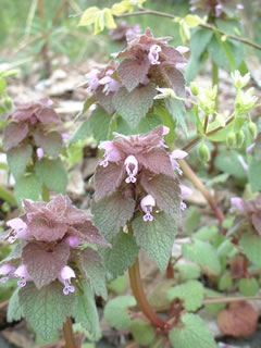 ヒメオドリコソウ（姫踊り子草）