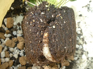 オキザリス　ハバ　球根