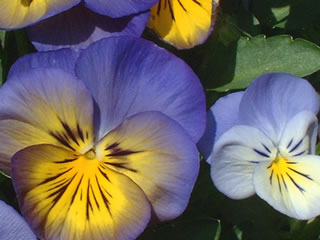 パンジー モルフォ