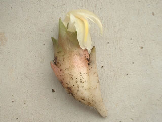 ミョウガ（茗荷）