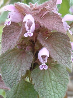 ヒメオドリコソウ（姫踊り子草）