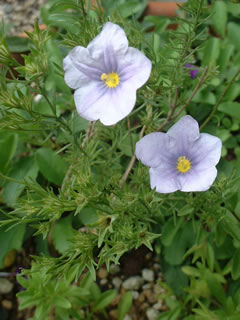 ニーレンベルギア