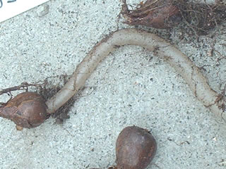 オキザリスの根