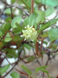 ワイヤープランツの花