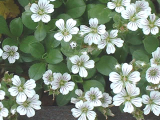 オノエマンテマ（カーペットカスミソウ）