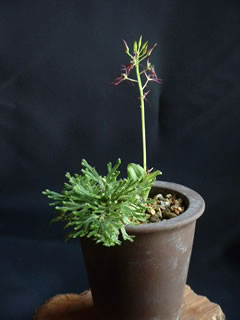 ジガバチソウとイワヒバの寄せ植え