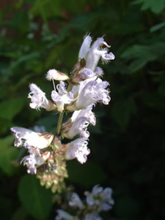 アキノタムラソウ（秋の田村草）