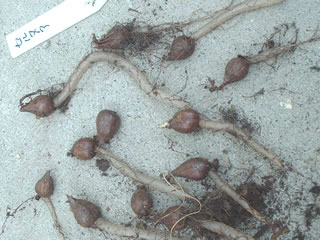 オキザリスの根