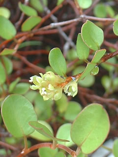 ワイヤープランツの花
