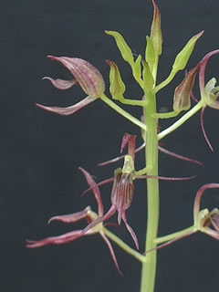 ジガバチソウ（似我蜂草）