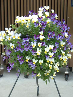 ハンギングバスケット