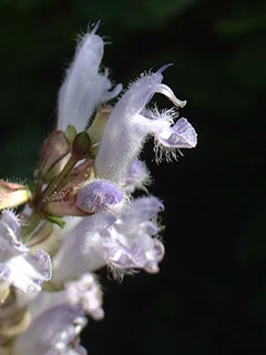 アキノタムラソウ（秋の田村草）