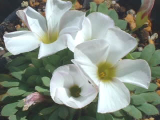 オキザリス ハバ