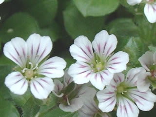 オノエマンテマ（カーペットカスミソウ）