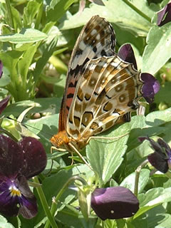 ビオラ・ブラックジャックとツマグロヒョウモン