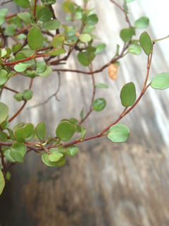 ワイヤープランツ