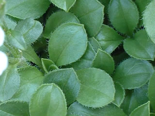 オノエマンテマ（カーペットカスミソウ）の葉