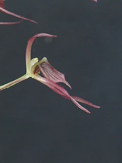 ジガバチソウの花（横から）