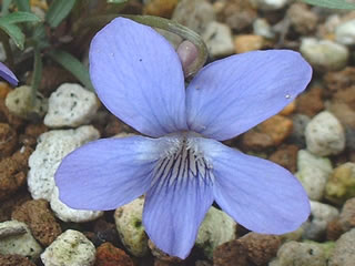 スミレ　Viola pedatifida prairie violet