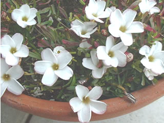 オキザリス バーシーカラー