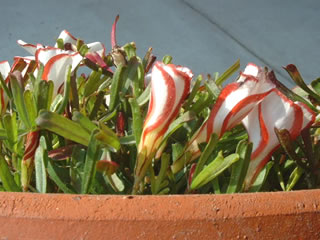 オキザリス バーシーカラー（パーシーカラー）の蕾