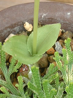 ジガバチソウのバルブと葉