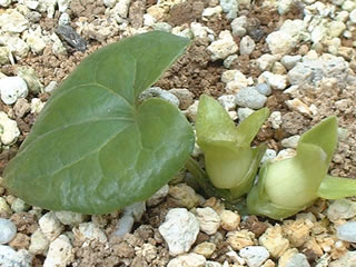 クロヒメカンアオイ（黒姫寒葵）