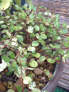 斑入りワイヤープランツ