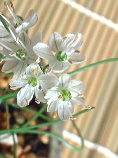 白花のイトラッキョウ